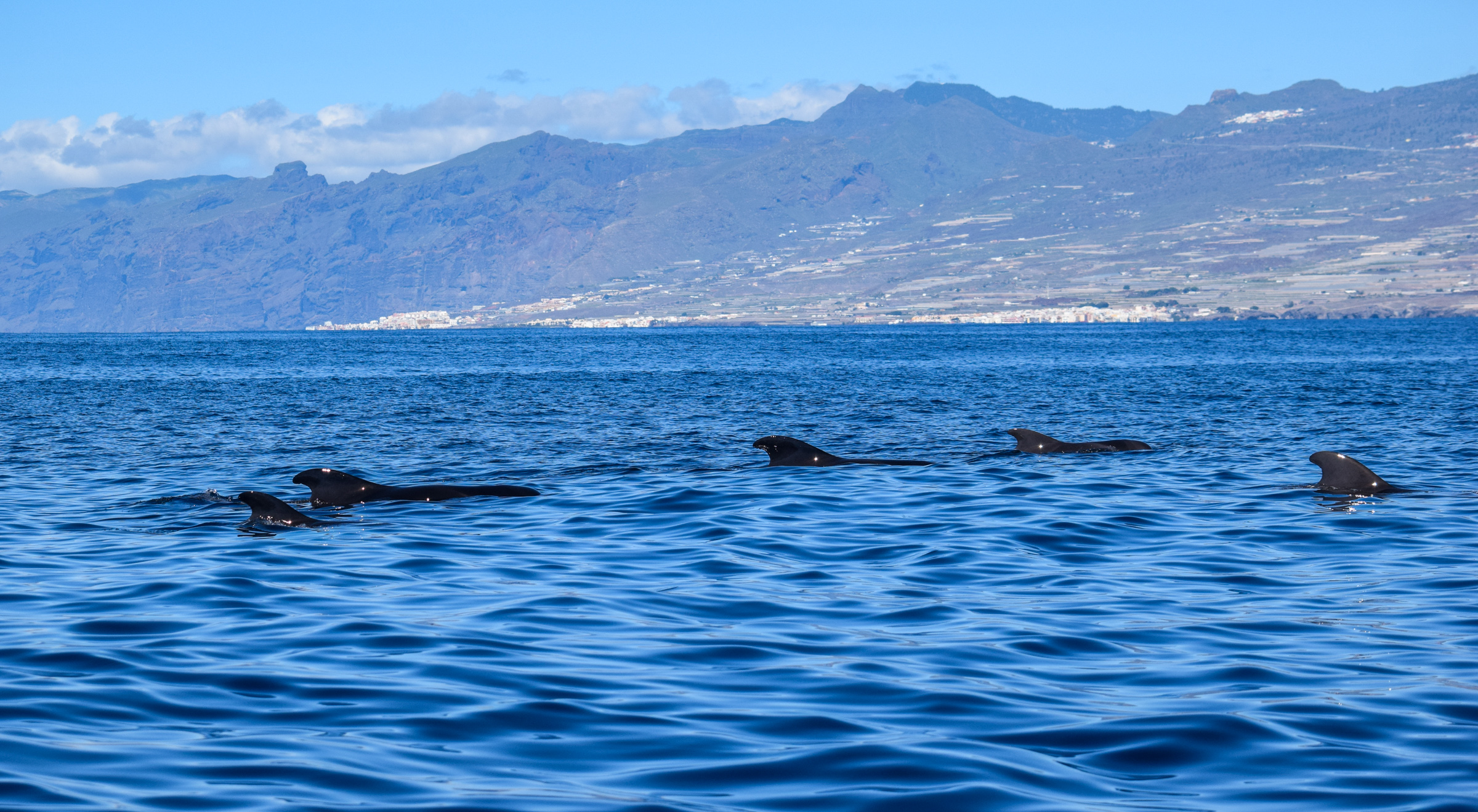 whale-and-dolphin-watching-tenerife-whale-seasons-guide-and-packing-list